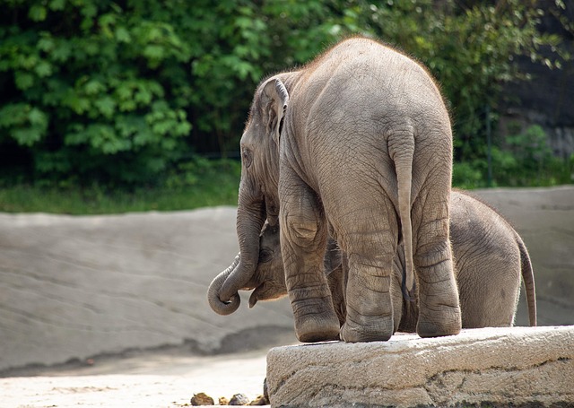 Wat maakt Zoo Wuppertal zo bijzonder?